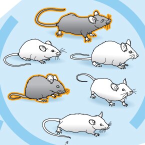Animais geneticamente modificados