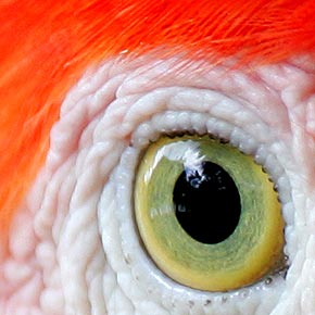 Amazônia Amazônia