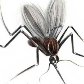 A dengue no Brasil A dengue no Brasil