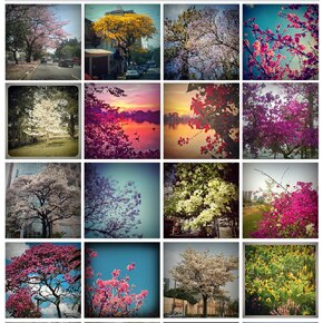 Primavera em São Paulo Primavera em São Paulo