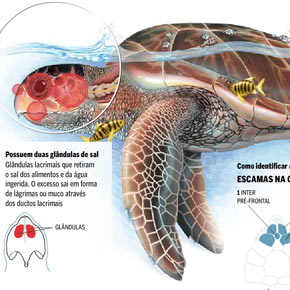 Raio X da tartaruga cabeçuda Raio X da tartaruga cabeçuda