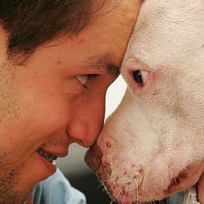 São Paulo tem 2,9 milhões de cães e gatos
