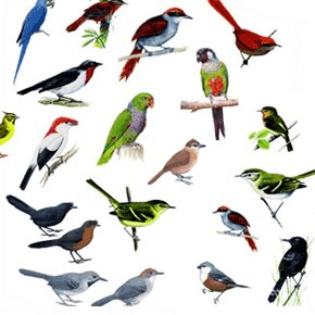 Cantos de aves do Brasil