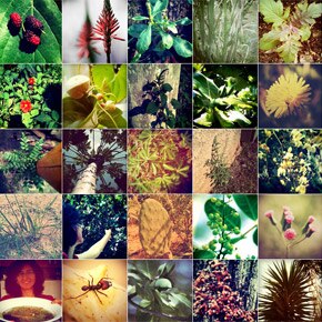 Plantas selvagens no concreto da cidade