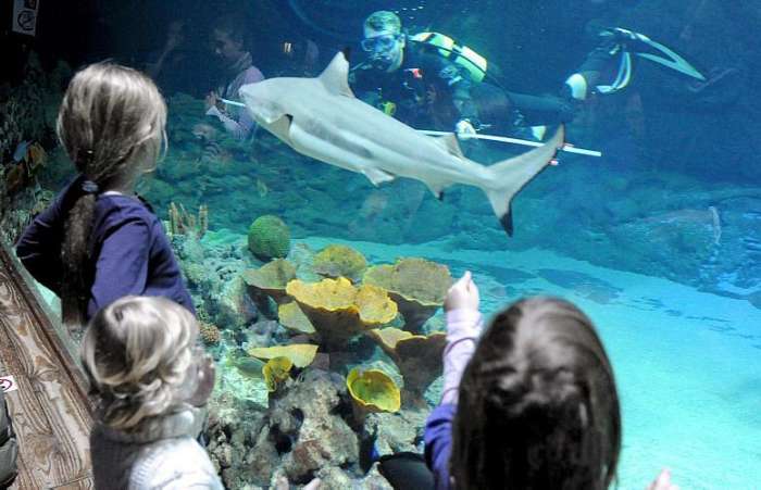 Funcionário do zoológico Hagenbeck em Hamburgo mede tubarão no aquário de espécies tropicais