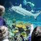 Funcionário do zoológico Hagenbeck em Hamburgo mede tubarão no aquário de espécies tropicais