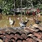 Municípios do Vale do Ribeira, em SP, decretam calamidade após enchentes Municípios do Vale do Ribeira, em SP, decretam calamidade após enchentes