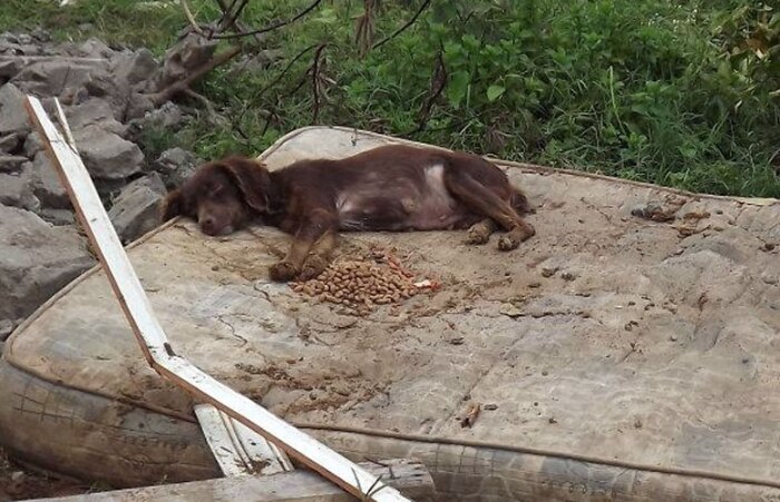 ONG recolhe 100 animais deixados para trás em Pinheirinho
