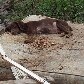 ONG recolhe 100 animais deixados para trás em Pinheirinho ONG recolhe 100 animais deixados para trás em Pinheirinho