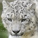 Vida & - Os leopardos das neves Milla e Altai brincam no seu cercado no Zoológico de Servion, na Suíça - Foto: Laurent Gillieron/AP