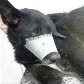 Veja casos de maus-tratos aos animais
