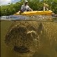 Mostra reúne 23 imagens de animais em extinção Mostra reúne 23 imagens de animais em extinção