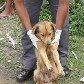 Turista surta e atira cachorros pela janela de prédio em Guarujá Turista surta e atira cachorros pela janela de prédio em Guarujá