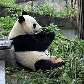 YA´ AN - Base de preservação dos pandas abriga cerca de 80 ursos
