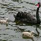 Os filhotes de cisnes e de outras espécies já podem ser vistos no Parque do Ibirapuera, na zona sul