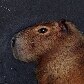 Capivara grávida se abriga debaixo da rampa do STF, em Brasília