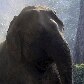 Nepal organiza concurso de beleza para elefantes; evento quer promover turismo no país Nepal organiza concurso de beleza para elefantes; evento quer promover turismo no país