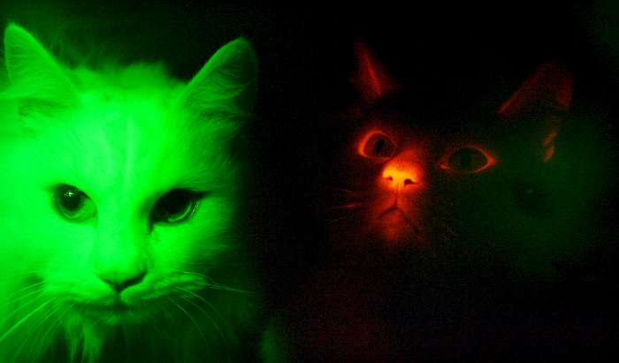 Gato brilha no escuro quando expostos à luz ultravioleta