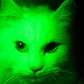 Gato brilha no escuro quando expostos à luz ultravioleta