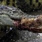Cooperativa cria galinhas para alimentar 215 crocodilos na República Tcheca Cooperativa cria galinhas para alimentar 215 crocodilos na República Tcheca