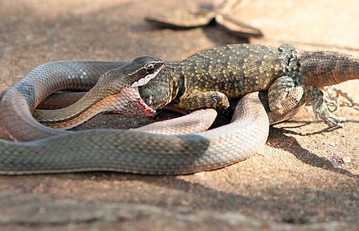 Cobra come lagarto em Brasília