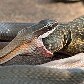 Cobra come lagarto em Brasília