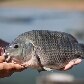 Novo levantamento lista plantas e animais invasores no Brasil Novo levantamento lista plantas e animais invasores no Brasil