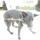 Cão que sobreviveu a tiro na cabeça dado pelo dono passa bem