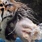 Animais ganham picolés no Jardim Zoológico do Rio de Janeiro 