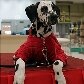 Cães mostram tendências de inverno em passarela