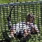 Lleyton Hewitt cai após tentar retornar bola no Torneio de Queens, em Londres