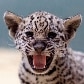 Zoo da Alemanha apresenta filhotes de onça-pintada