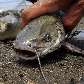 Peixes são facilmente capturados nas Filipinas; com altas temperaturas animais nadam pela superfície