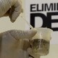 Entenda como o mosquito criado em laboratório não transmite dengue 