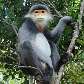 Langur cinza (