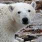 Urso polar caminha por Hudson, no Canadá Urso polar caminha por Hudson, no Canadá