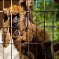 Zoológico de Sorocaba consegue primeiro filhote de muriqui Zoológico de Sorocaba consegue primeiro filhote de muriqui
