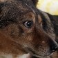 SP realiza feira de adoção com cães, gatos e até cavalos 
