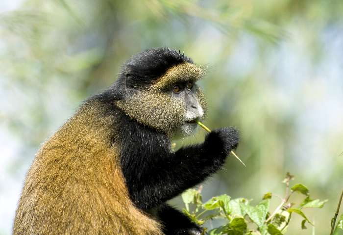Macaco dourado (