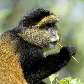 Macaco dourado (