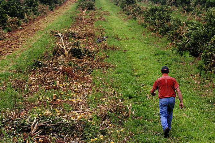 Cerca de 7 mil pés de laranja foram arrancados durante a ocupação do Movimento dos Sem Terra