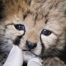 Zoo dos EUA apresenta filhote de guepardo