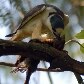 Gavião de rabo branco (Buteo Albicaudadtus) devora um Pardal, em Lençóis Paulista . 17/12/2010 