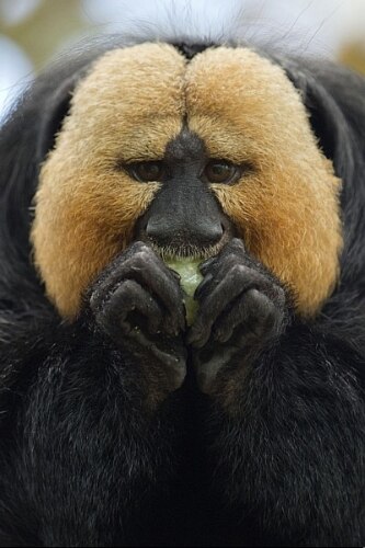 Macaco aproveita a hora da comida em zoológico