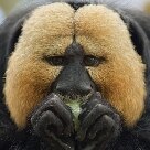 Vida & - Macaco parauacu encara fotógrafo enquanto come no seu alojamento no zoológico de Nuremberg, na Alemanha - Foto: Timm Schamberger/AP