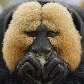Macaco aproveita a hora da comida em zoológico