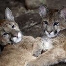 Animais são ameaçados por avanço de condomínios no interior de SP