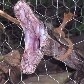 Jiboia é capturada ao tentar comer gato em Minas Gerais Jiboia é capturada ao tentar comer gato em Minas Gerais