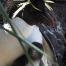 Ilhas Malvinas: 30 anos depois da Guerra Internacional - A ilha de West Point é habitada por uma enorme colônia de Pinguins Saltadores e Albatrozes de Sobrancelha - Foto: Solly Boussidan/AE