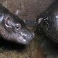 Hipopótamo Maruska tem o mais novo filhote do Zoológico de Praga, na República Tcheca Hipopótamo Maruska tem o mais novo filhote do Zoológico de Praga, na República Tcheca